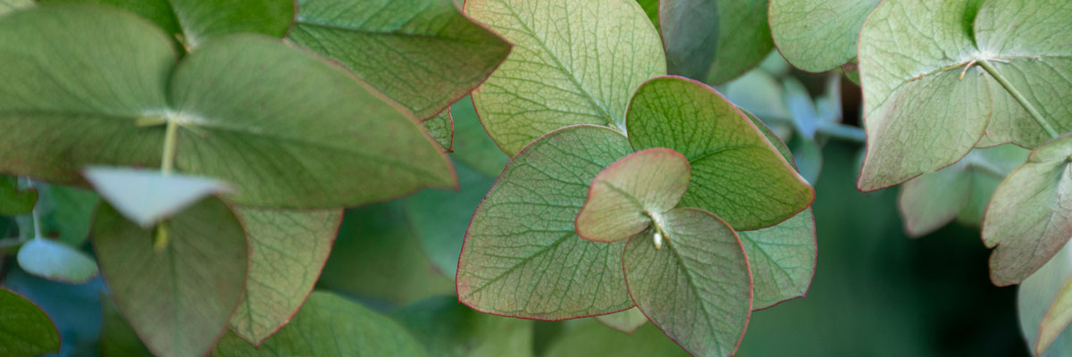 APARATO RESPIRATORIO