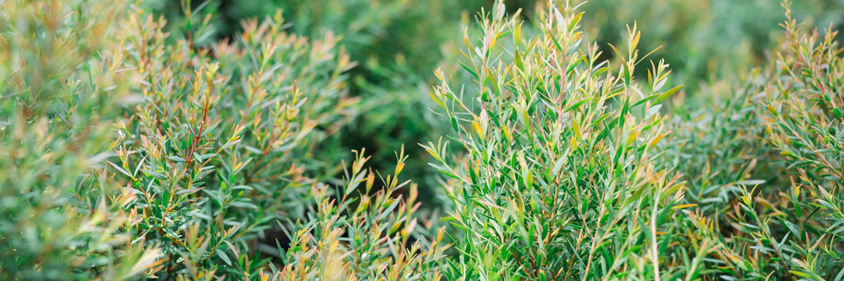 ELIMINACION LIQUIDOS