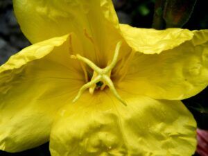 Aceite de Onagra, la mejor fuente de Omega 6 de 2019